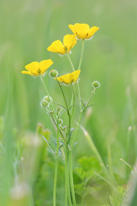 Vaste inheemse water en oeverplanten die vlinders en bijen aantrekken